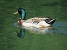 photo thumbnail #7
