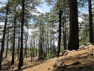 photo thumbnail #13