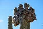 photo thumbnail #11