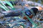 photo thumbnail #7