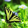 photo thumbnail #10