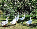 photo thumbnail #6