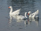 photo thumbnail #15