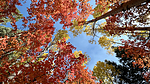 photo thumbnail #15