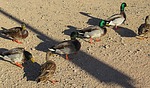 photo thumbnail #3