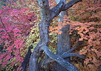 photo thumbnail #12