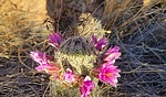 photo thumbnail #1