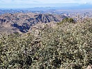 photo thumbnail #8