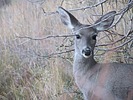 photo thumbnail #9