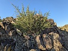 photo thumbnail #2