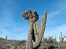 photo thumbnail #5