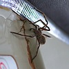 photo thumbnail #5