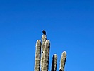 photo thumbnail #12