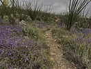 photo thumbnail #6