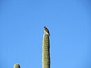 photo thumbnail #14
