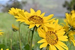 photo thumbnail #10