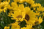 photo thumbnail #14