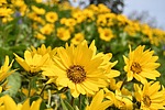 photo thumbnail #3