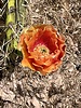 photo thumbnail #13