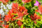 photo thumbnail #9