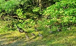 photo thumbnail #1