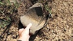 photo thumbnail #9
