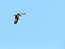 photo thumbnail #12