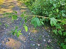 photo thumbnail #9