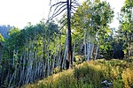 photo thumbnail #7