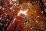 photo thumbnail #13