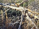 photo thumbnail #1
