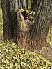 photo thumbnail #12