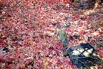 photo thumbnail #9