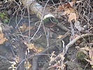 photo thumbnail #14