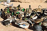 photo thumbnail #2