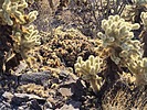 photo thumbnail #4