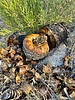 photo thumbnail #13