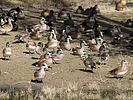 photo thumbnail #14