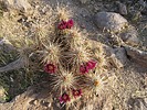 photo thumbnail #4