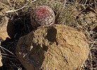 photo thumbnail #5
