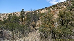 photo thumbnail #12
