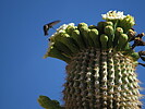 photo thumbnail #9