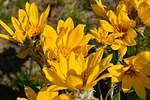 photo thumbnail #5