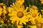 photo thumbnail #10