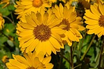photo thumbnail #15