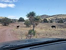 photo thumbnail #5