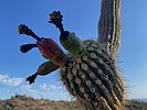photo thumbnail #2