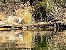 photo thumbnail #9
