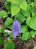 photo thumbnail #9
