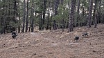 photo thumbnail #7